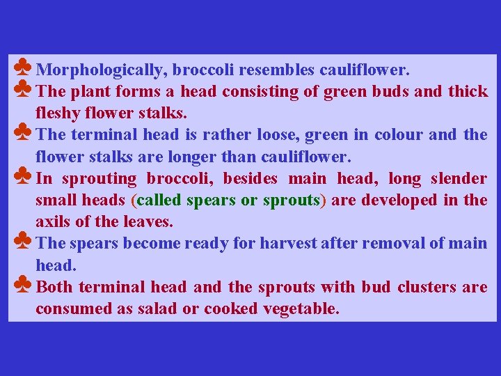 ♣ Morphologically, broccoli resembles cauliflower. ♣ The plant forms a head consisting of green