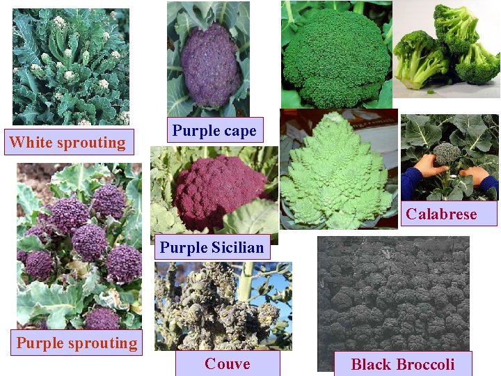 White sprouting Purple cape Calabrese Purple Sicilian Purple sprouting Couve Black Broccoli 