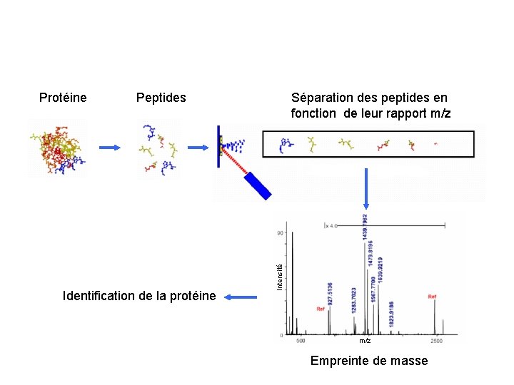 Séparation des peptides en fonction de leur rapport m/z Peptides Identification de la protéine