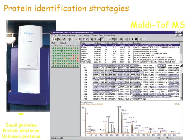 Protein identification strategies Maldi-Tof MS - Small proteins Protein mixtures Unknown proteins 