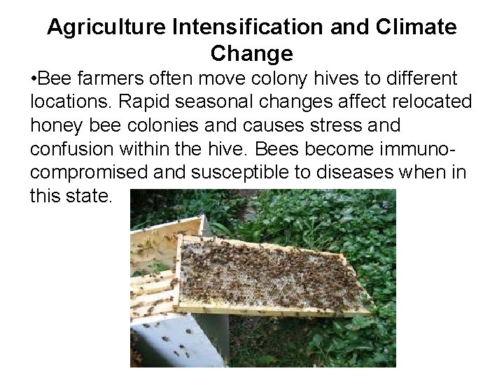 Agriculture Intensification and Climate Change • Bee farmers often move colony hives to different