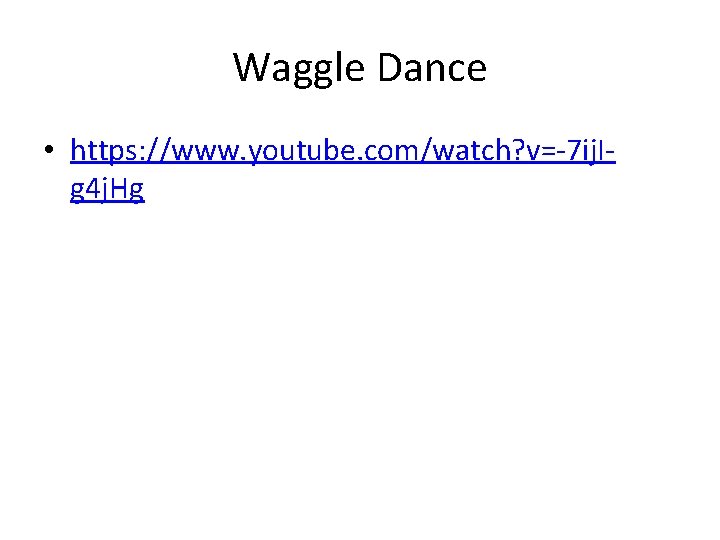 Waggle Dance • https: //www. youtube. com/watch? v=-7 ij. Ig 4 j. Hg 