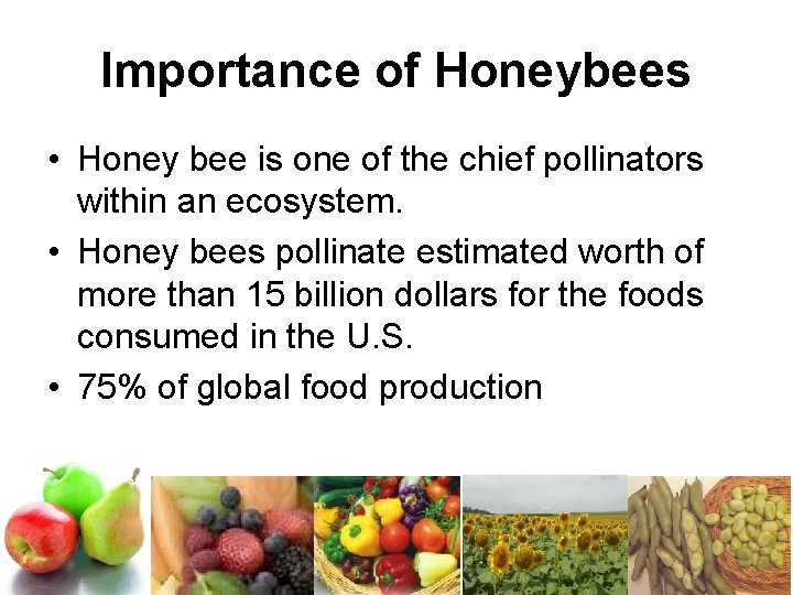 Importance of Honeybees • Honey bee is one of the chief pollinators within an