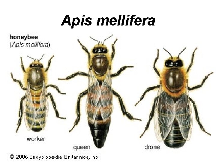 Apis mellifera 