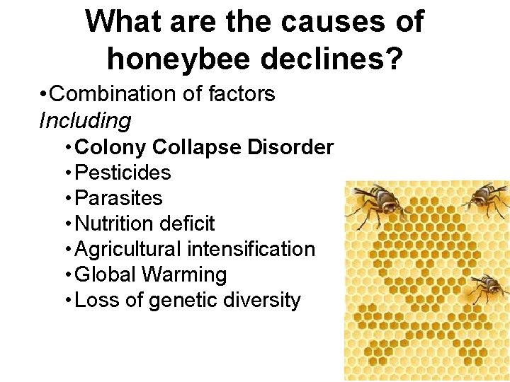 What are the causes of honeybee declines? • Combination of factors Including • Colony