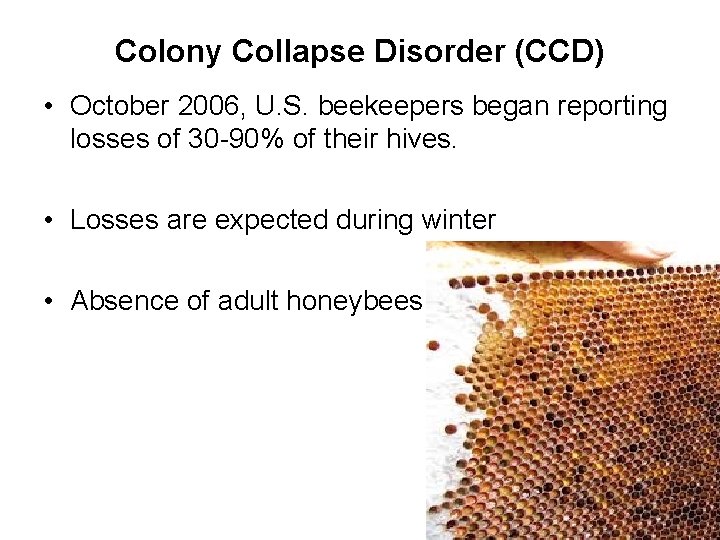 Colony Collapse Disorder (CCD) • October 2006, U. S. beekeepers began reporting losses of