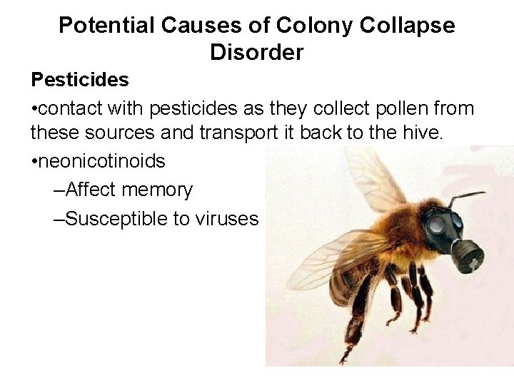Potential Causes of Colony Collapse Disorder Pesticides • contact with pesticides as they collect