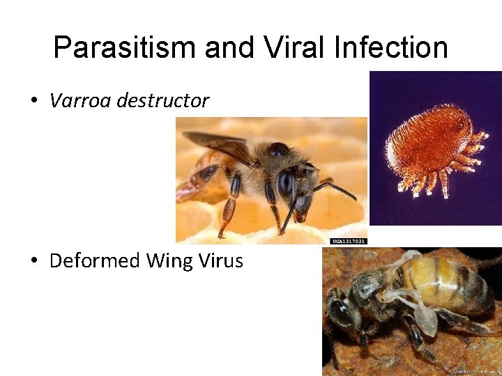 Parasitism and Viral Infection • Varroa destructor • Deformed Wing Virus 