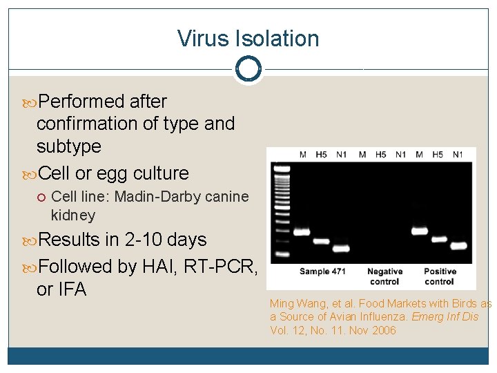 Virus Isolation Performed after confirmation of type and subtype Cell or egg culture Cell