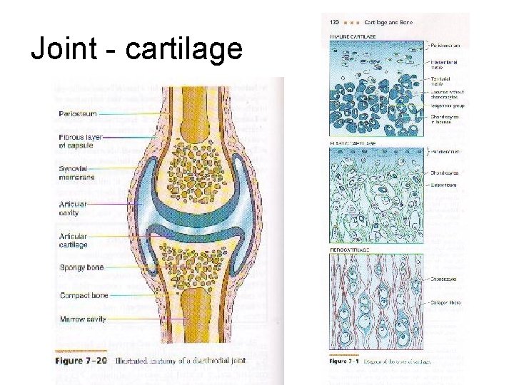Joint - cartilage 