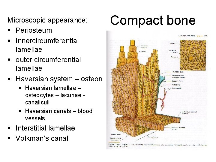 Microscopic appearance: § Periosteum § Innercircumferential lamellae § outer circumferential lamellae § Haversian system