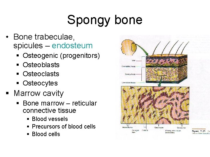 Spongy bone • Bone trabeculae, spicules – endosteum § § Osteogenic (progenitors) Osteoblasts Osteocytes