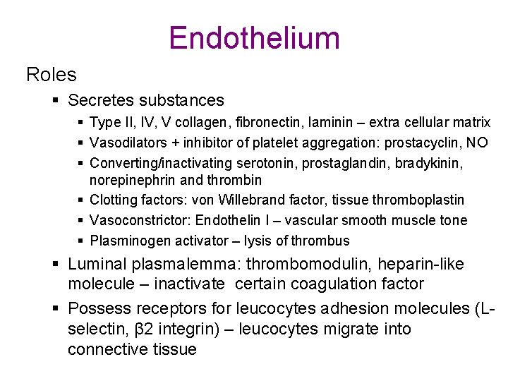 Endothelium Roles § Secretes substances § Type II, IV, V collagen, fibronectin, laminin –