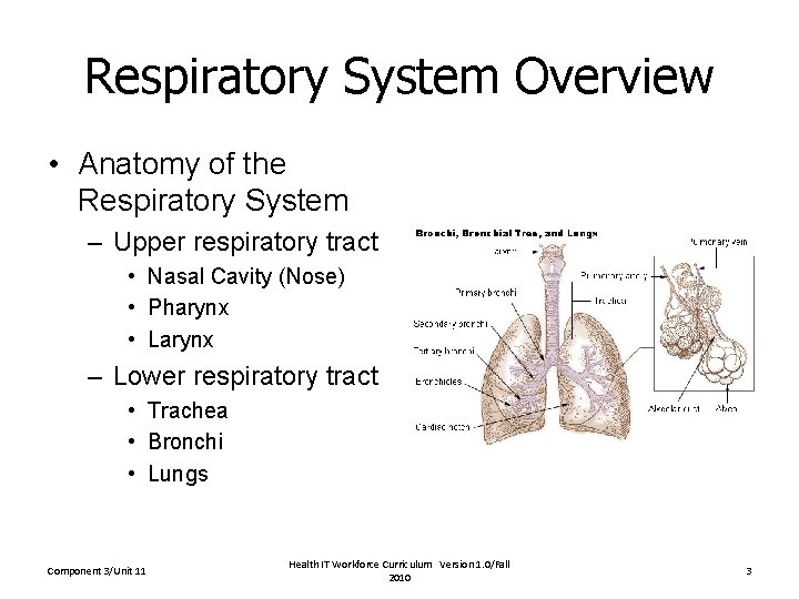Respiratory System Overview • Anatomy of the Respiratory System – Upper respiratory tract •