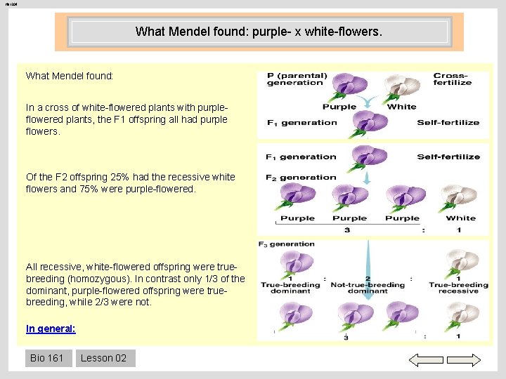 Her 204 What Mendel found: purple- x white-flowers. What Mendel found: In a cross