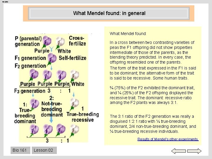 Her 204 a What Mendel found: in general What Mendel found: In a cross
