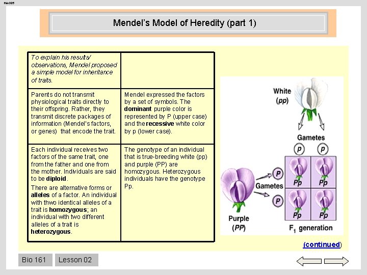 Her 205 Mendel’s Model of Heredity (part 1) To explain his results/ observations, Mendel