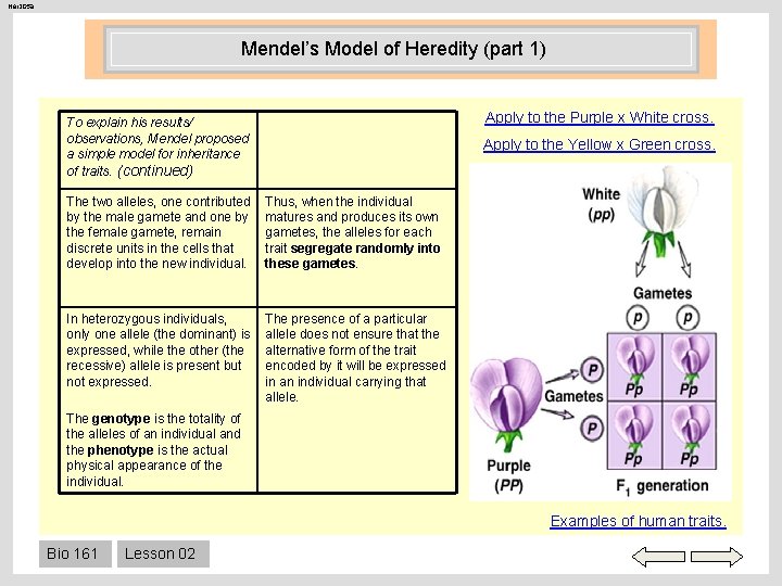 Her 205 a Mendel’s Model of Heredity (part 1) Apply to the Purple x