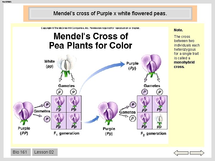 Her 205 a 01 Mendel’s cross of Purple x white flowered peas. Note. The