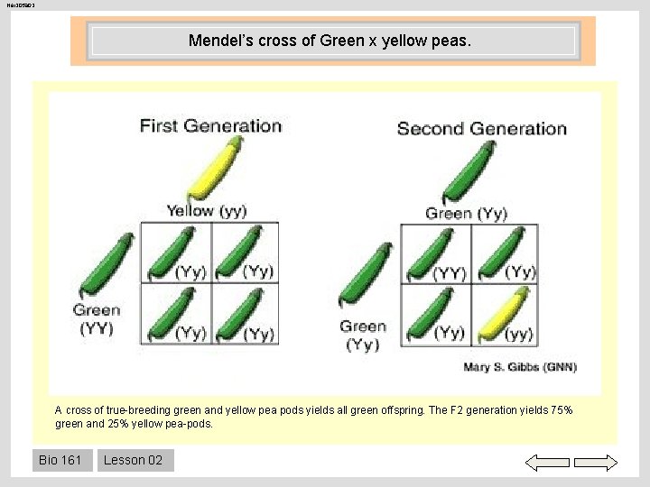 Her 205 a 02 Mendel’s cross of Green x yellow peas. A cross of