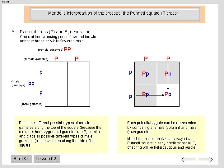 Her 206 Mendel’s interpretation of the crosses: the Punnett square (P cross). A. Parental