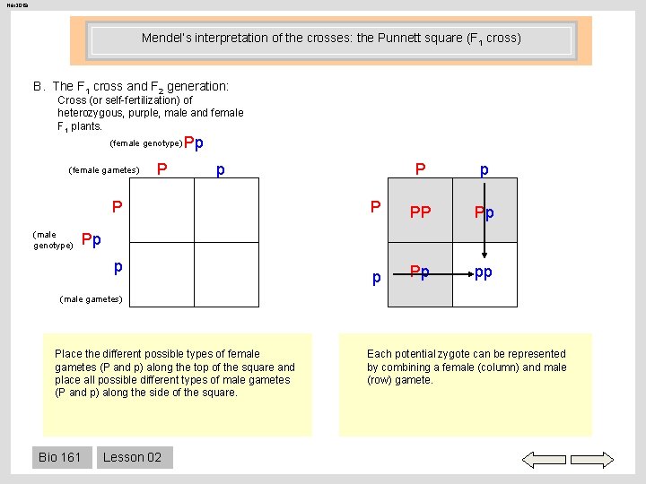 Her 206 a Mendel’s interpretation of the crosses: the Punnett square (F 1 cross)