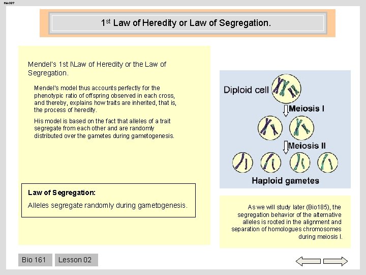 Her 207 1 st Law of Heredity or Law of Segregation. Mendel’s 1 st