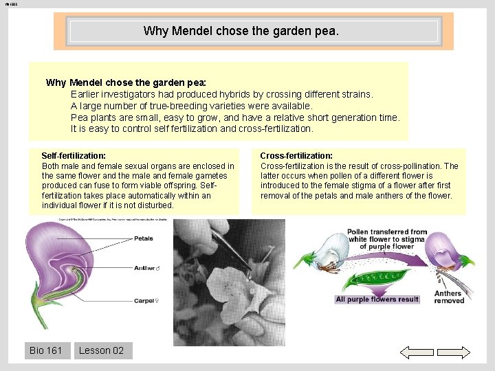 Her 202 Why Mendel chose the garden pea: Earlier investigators had produced hybrids by