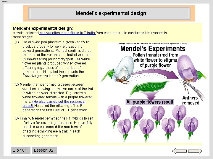 Her 203 Mendel’s experimental design: Mendel selected pea varieties that differed in 7 traits