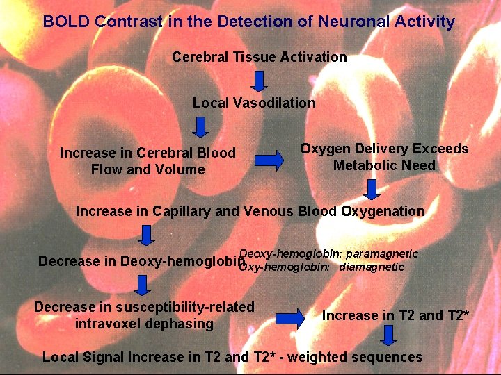 BOLD Contrast in the Detection of Neuronal Activity Cerebral Tissue Activation Local Vasodilation Oxygen
