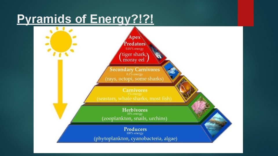 Pyramids of Energy? !? ! 
