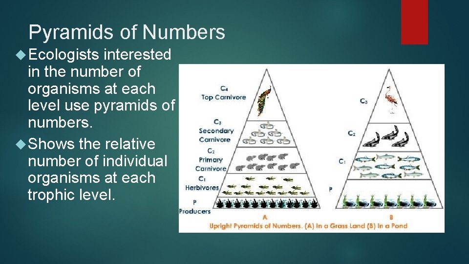 Pyramids of Numbers Ecologists interested in the number of organisms at each level use