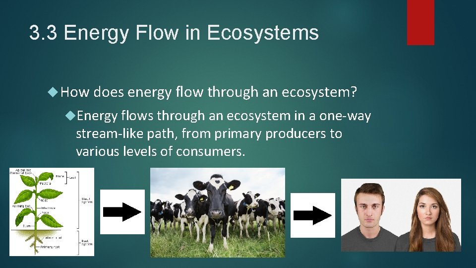 3. 3 Energy Flow in Ecosystems How does energy flow through an ecosystem? Energy