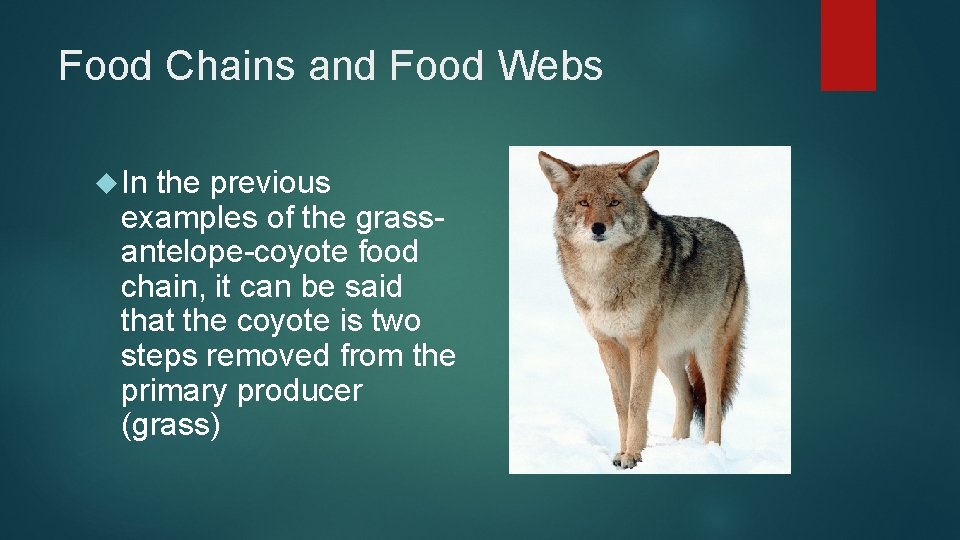 Food Chains and Food Webs In the previous examples of the grassantelope-coyote food chain,