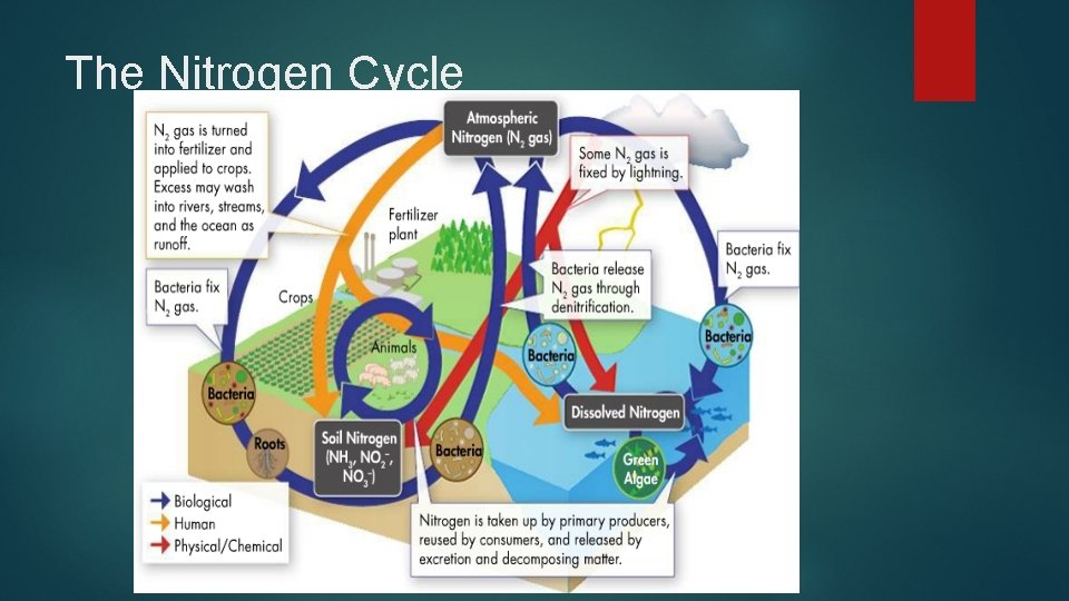 The Nitrogen Cycle 