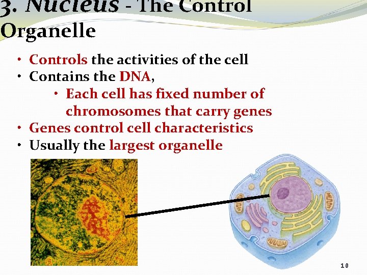 3. Nucleus - The Control Organelle • Controls the activities of the cell •