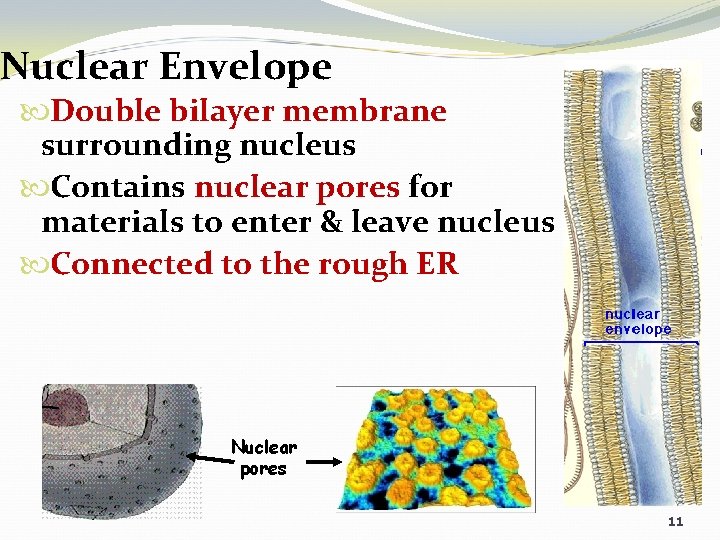 Nuclear Envelope Double bilayer membrane surrounding nucleus Contains nuclear pores for materials to enter
