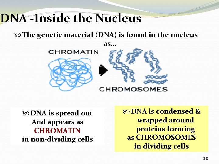 DNA -Inside the Nucleus The genetic material (DNA) is found in the nucleus as…