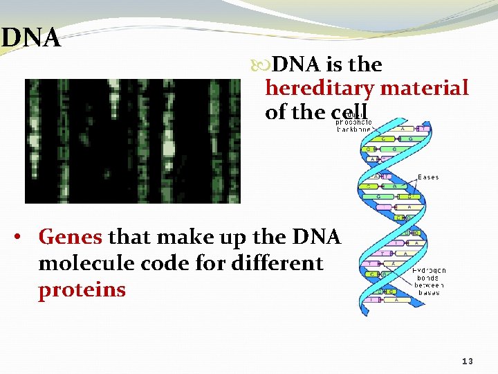 DNA is the hereditary material of the cell • Genes that make up the