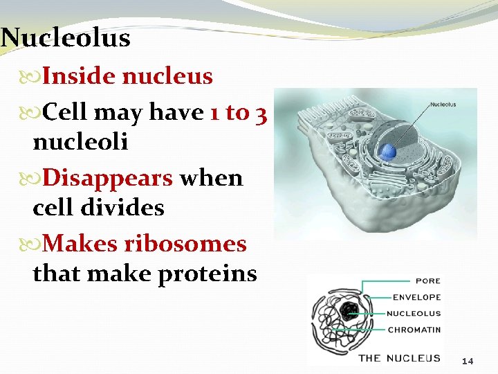 Nucleolus Inside nucleus Cell may have 1 to 3 nucleoli Disappears when cell divides