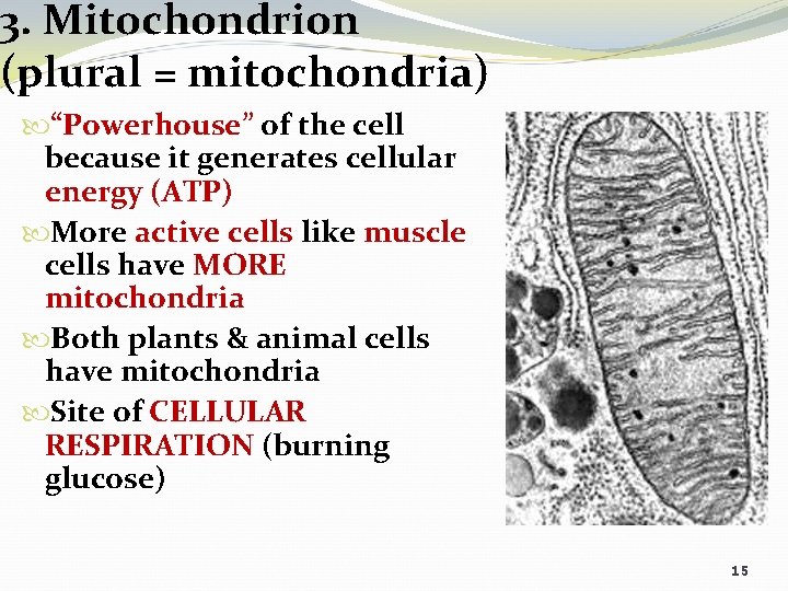 3. Mitochondrion (plural = mitochondria) “Powerhouse” of the cell because it generates cellular energy