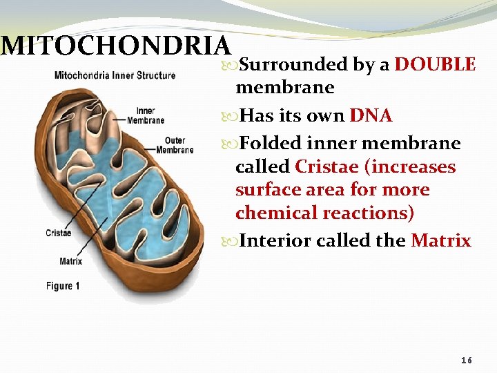MITOCHONDRIA Surrounded by a DOUBLE membrane Has its own DNA Folded inner membrane called