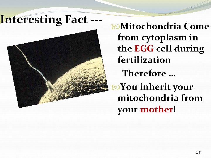Interesting Fact --- Mitochondria Come from cytoplasm in the EGG cell during fertilization Therefore