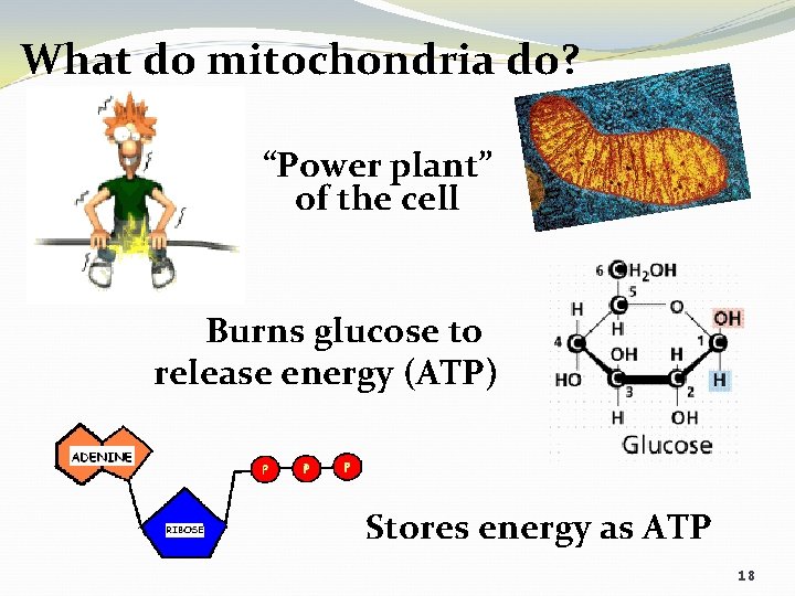 What do mitochondria do? “Power plant” of the cell Burns glucose to release energy