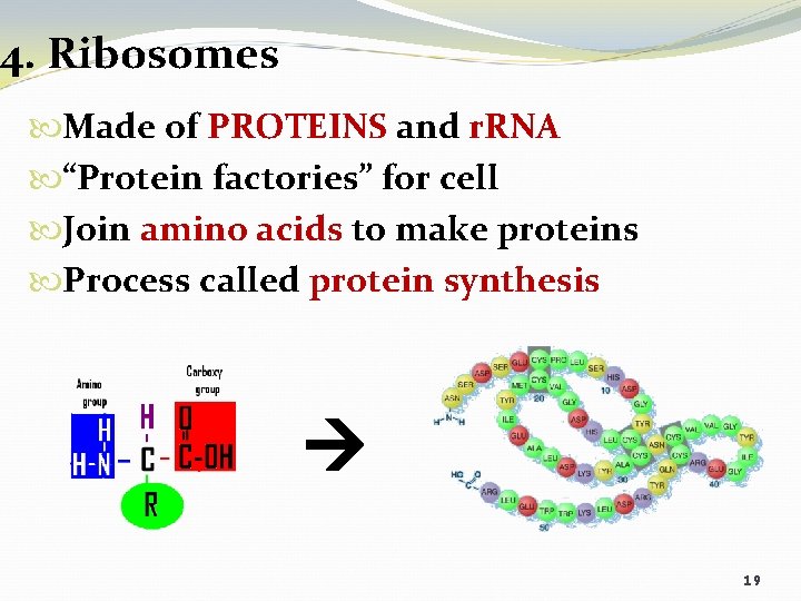 4. Ribosomes Made of PROTEINS and r. RNA “Protein factories” for cell Join amino
