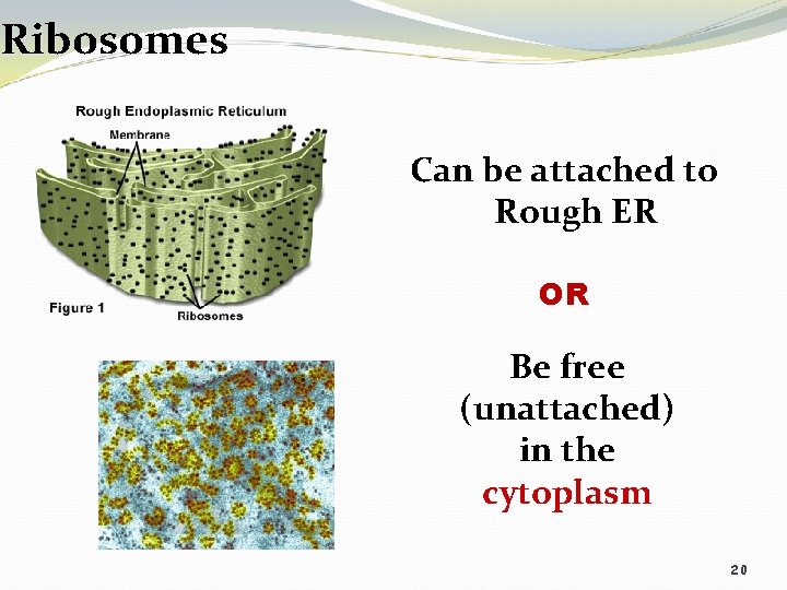 Ribosomes Can be attached to Rough ER OR Be free (unattached) in the cytoplasm