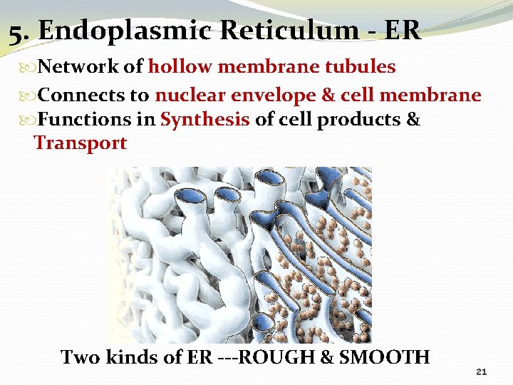 5. Endoplasmic Reticulum - ER Network of hollow membrane tubules Connects to nuclear envelope