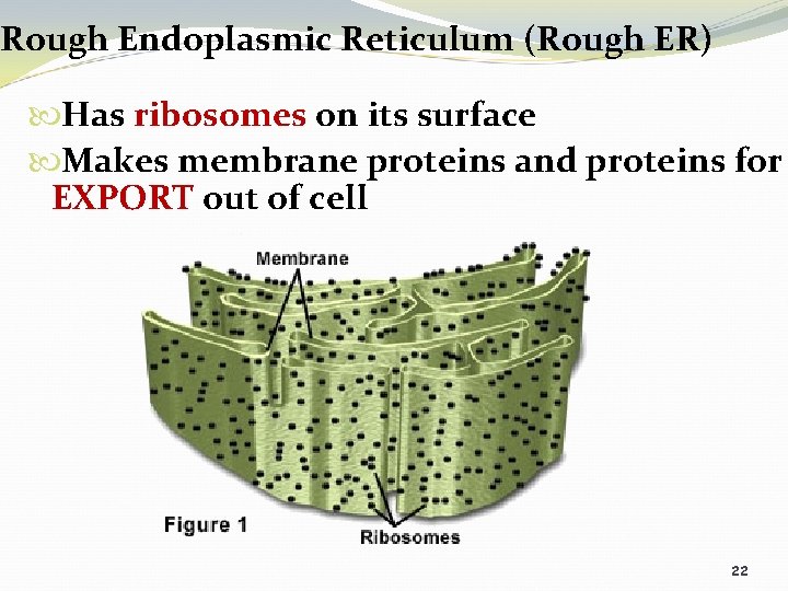 Rough Endoplasmic Reticulum (Rough ER) Has ribosomes on its surface Makes membrane proteins and
