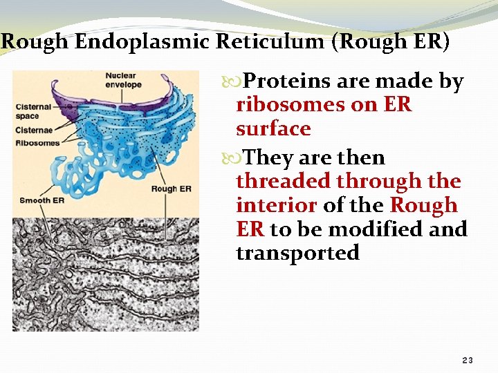 Basic Structure of a Cell 1 Prokaryotic Cell