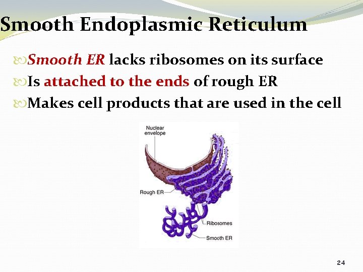 Smooth Endoplasmic Reticulum Smooth ER lacks ribosomes on its surface Is attached to the